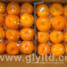 New Crop High Quality of Mandarin Orange